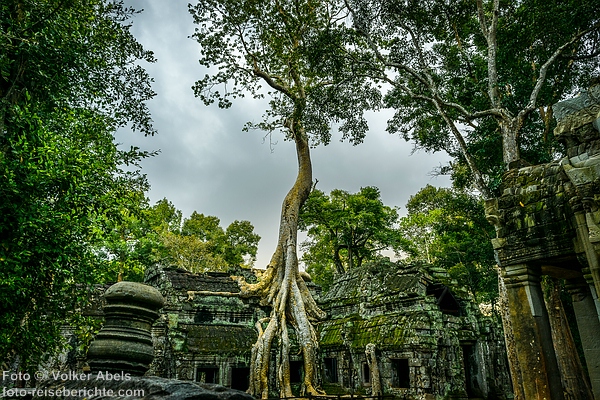Tempel Ta Prohm in Kambodscha - foto-reiseberichte.com